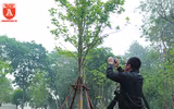 Ngỡ ngàng hàng phong trổ lá xanh mướt bên hồ Hoàn Kiếm